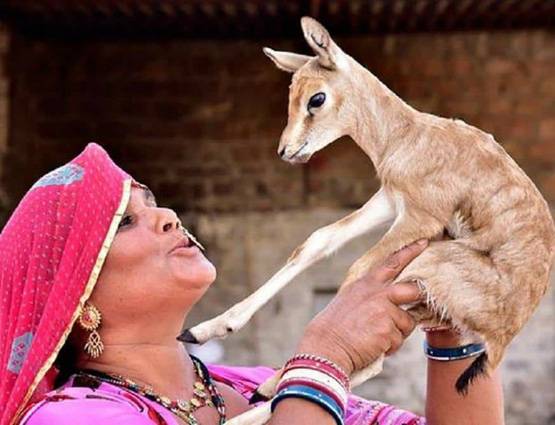 काले हिरण को पूजता है बिश्नोई समाज, सलमान के लिए ऐसे बना संकट