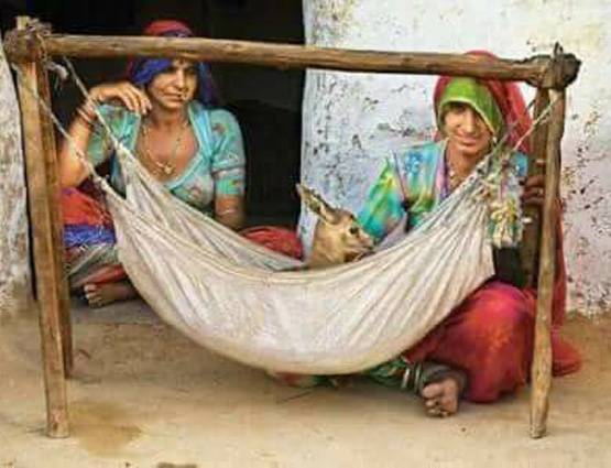 काले हिरण को पूजता है बिश्नोई समाज, सलमान के लिए ऐसे बना संकट