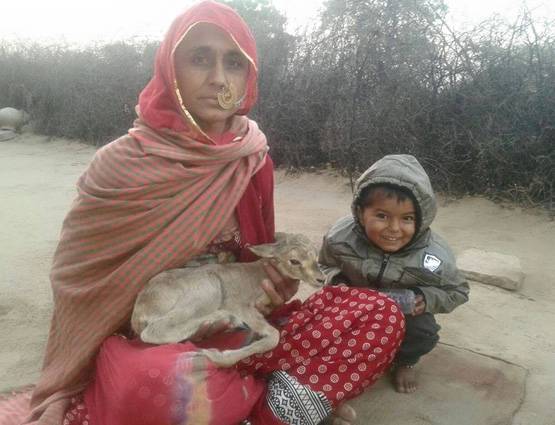 काले हिरण को पूजता है बिश्नोई समाज, सलमान के लिए ऐसे बना संकट