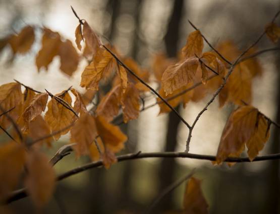 घर में सुख-समृद्धि के लिए अपनाएं ये 7 फेंगशुई टिप्स