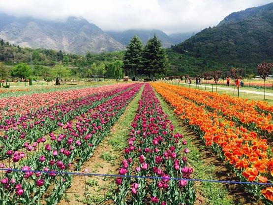PICS: शादी के बाद पति अतहर के साथ टीना पहुंची ट्यूलिप गार्डन