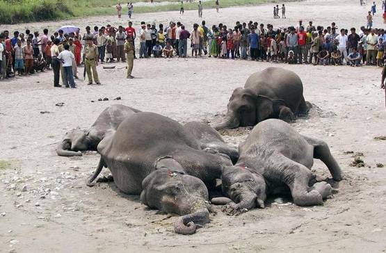 इस राज्‍य में 13 घंटे में गिरी 37 हजार बार बिजली, हर साल हजारों मौत