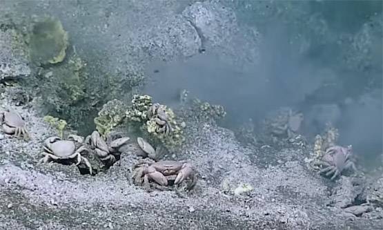 खतरनाक ज्वालामुखी को किस रहस्यमयी जीव ने बना रखा है घर!