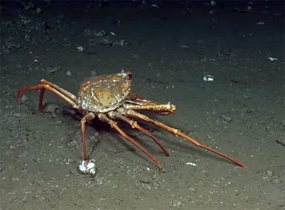 खतरनाक ज्वालामुखी को किस रहस्यमयी जीव ने बना रखा है घर!