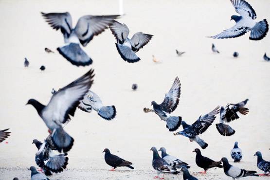 दिल्ली के आसमान से क्यों मरकर गिर रहे पक्षी?