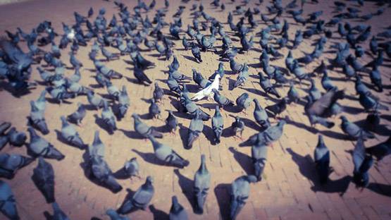 दिल्ली के आसमान से क्यों मरकर गिर रहे पक्षी?