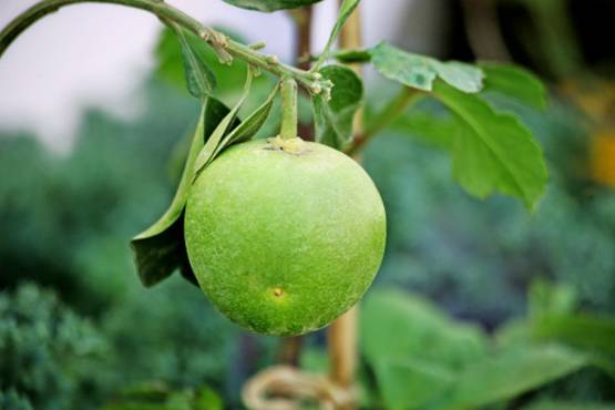 रोज पिएं मौसमी का जूस, होते हैं इतने सारे फायदे