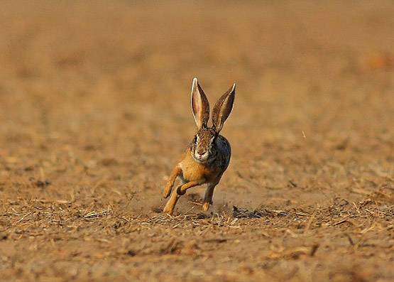 दिल्ली के आसमान से क्यों मरकर गिर रहे पक्षी?