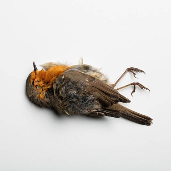 दिल्ली के आसमान से क्यों मरकर गिर रहे पक्षी?