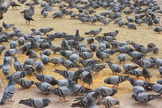 दिल्ली के आसमान से क्यों मरकर गिर रहे पक्षी?