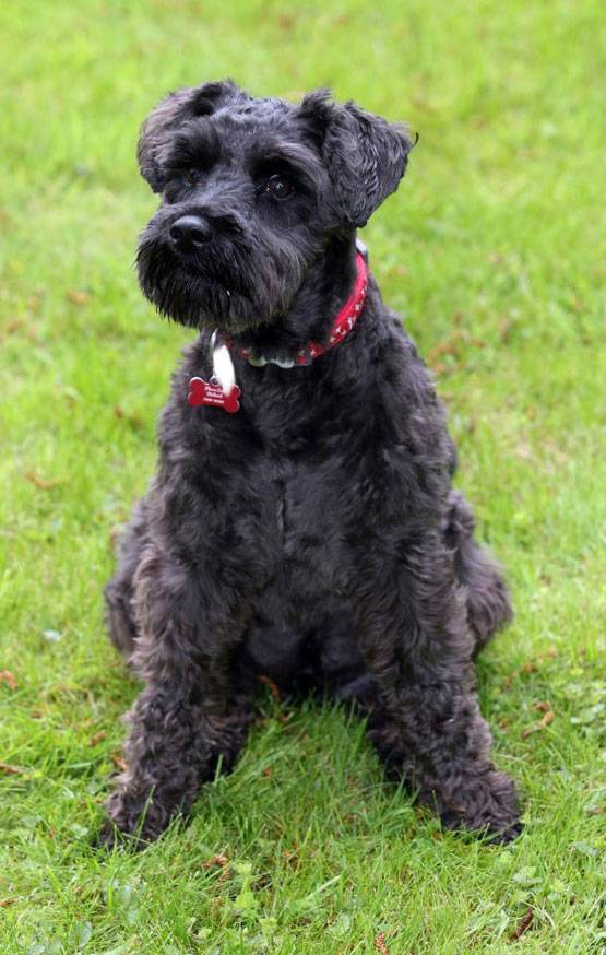 अरबपत‍ि का लखटकिया कुत्‍ता चुरा ले गया डिलीवरी बॉय