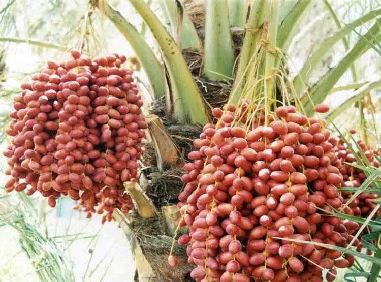 फैल रहा है खतरनाक NiPah वायरस, केरल में अब तक 6 की मौत