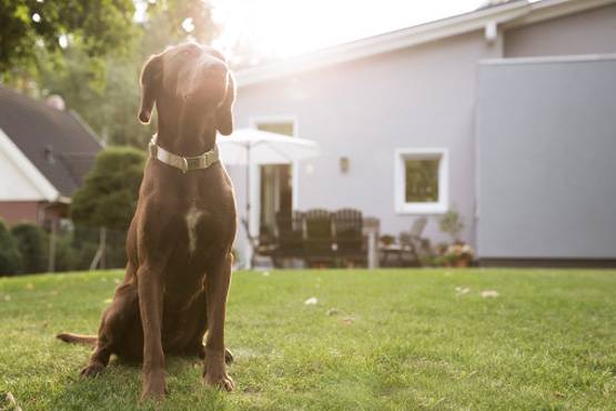 कुत्‍ते ने मालिक को मारी गोली, घायल ने पुलिस को किया कॉल