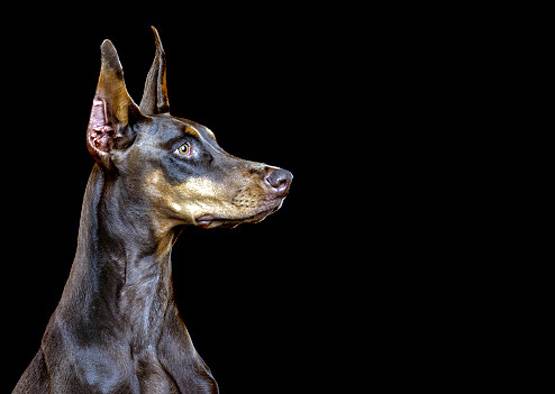 कुत्‍ते ने मालिक को मारी गोली, घायल ने पुलिस को किया कॉल