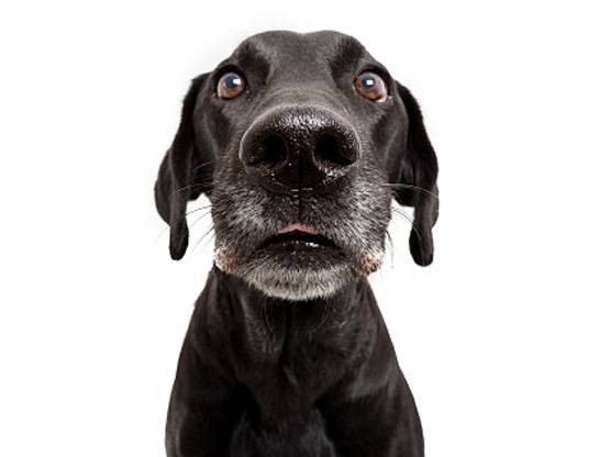 कुत्‍ते ने मालिक को मारी गोली, घायल ने पुलिस को किया कॉल