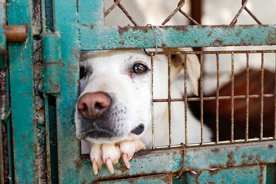 कुत्‍ते ने मालिक को मारी गोली, घायल ने पुलिस को किया कॉल