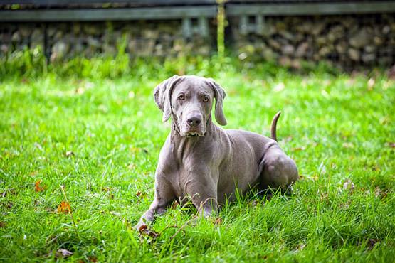 कुत्‍ते ने मालिक को मारी गोली, घायल ने पुलिस को किया कॉल