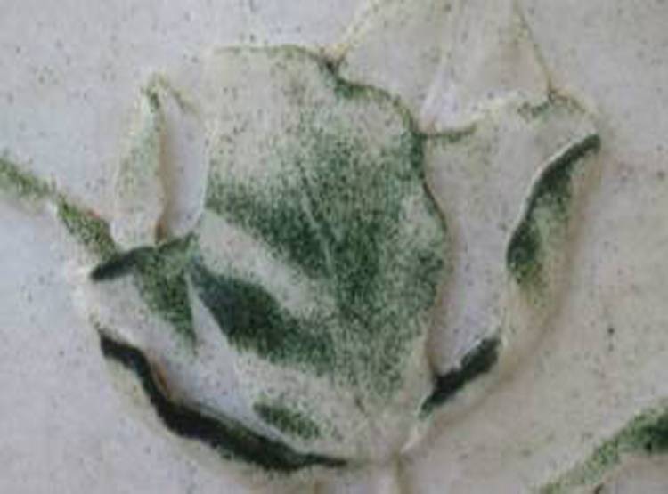 ताजमहल बदल रहा है रंग, सफेद से क्‍यों हो गया हरा, जानें वजह