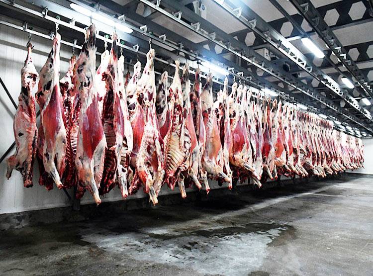 चिकन-मटन में ऐसे मिलाते थे कुत्ते-बिल्ली का मांस, चौंका देगा तरीका