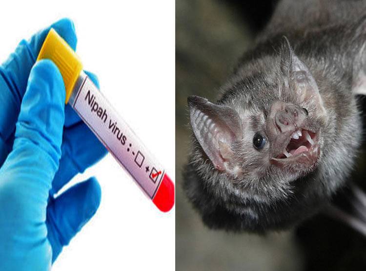 फैल रहा है खतरनाक NiPah वायरस, केरल में अब तक 6 की मौत