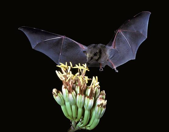 जानें- क्या है निपाह वायरस, और कैसे करें बचाव