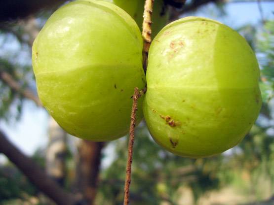 घर पर ऐसे बनाएं आंवले का तेल, बालों की हर समस्या होगी दूर