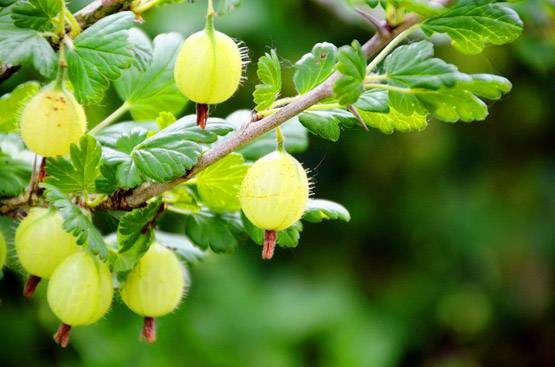 घर पर ऐसे बनाएं आंवले का तेल, बालों की हर समस्या होगी दूर