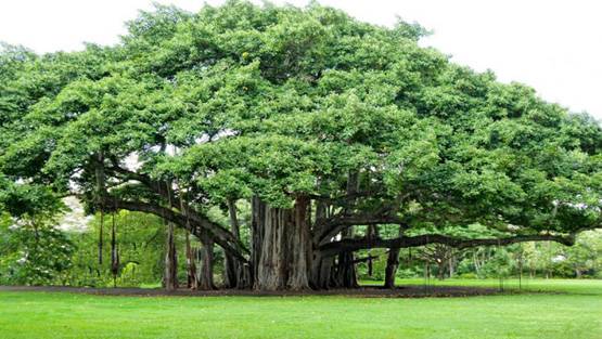 तरक्की और समृद्धि चाहते हैं तो घर में ना लगाएं ये पौधे