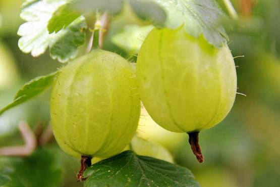 घर पर ऐसे बनाएं आंवले का तेल, बालों की हर समस्या होगी दूर