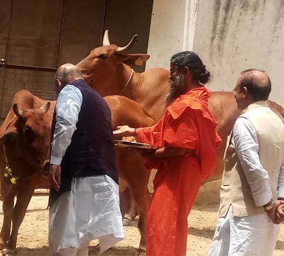 ...अमित शाह ने बाबा रामदेव के फार्महाउस में गायों को खिलाया गुड़