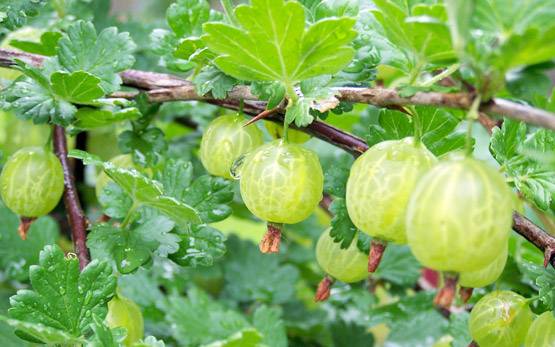 घर पर ऐसे बनाएं आंवले का तेल, बालों की हर समस्या होगी दूर