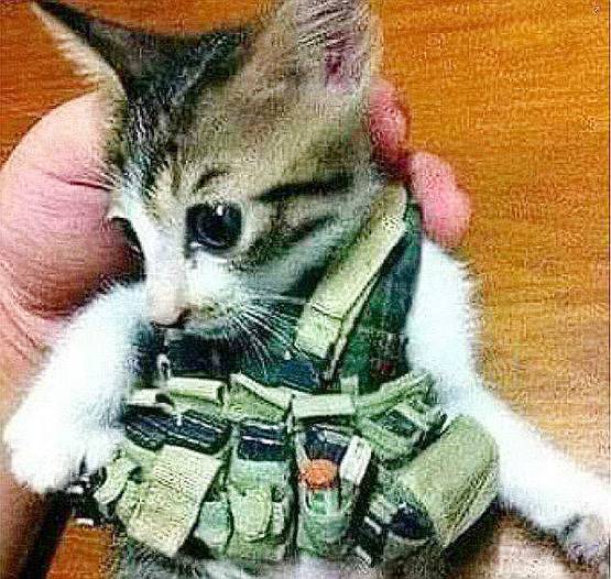 इस ग्‍लैमर गर्ल को ISIS बनाना चाहता था नई आतंकी WHITE WIDOW