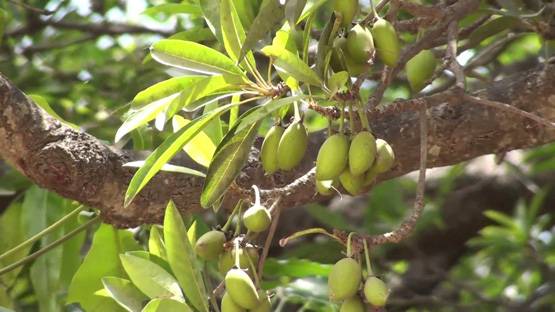 तरक्की और समृद्धि चाहते हैं तो घर में ना लगाएं ये पौधे