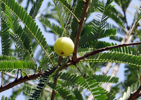 घर पर ऐसे बनाएं आंवले का तेल, बालों की हर समस्या होगी दूर