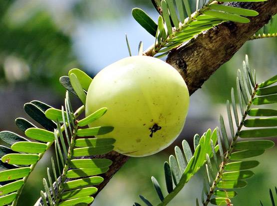 घर पर ऐसे बनाएं आंवले का तेल, बालों की हर समस्या होगी दूर