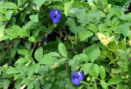 तरक्की और समृद्धि चाहते हैं तो घर में ना लगाएं ये पौधे