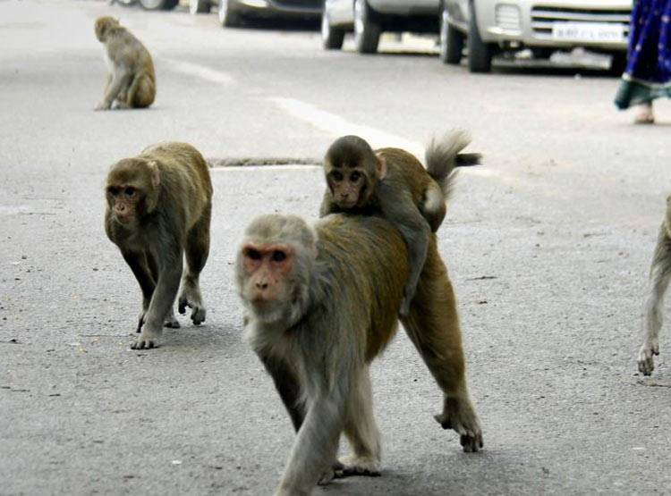 बंदरों ने लूट लिया नोटों से भरा बैग, छत से बरसाते रहे गड्डियां