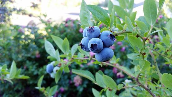 इन चीजों को खाने से कम होता है कैंसर का खतरा