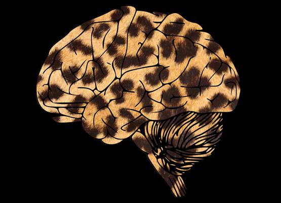 आपको नहीं पता होंगी मस्तिष्क से जुड़ीं ये 7 दिलचस्प बातें