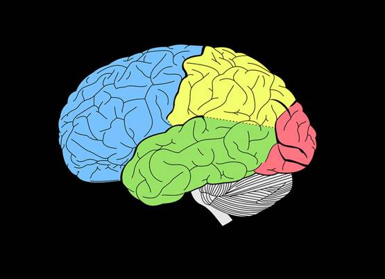 आपको नहीं पता होंगी मस्तिष्क से जुड़ीं ये 7 दिलचस्प बातें