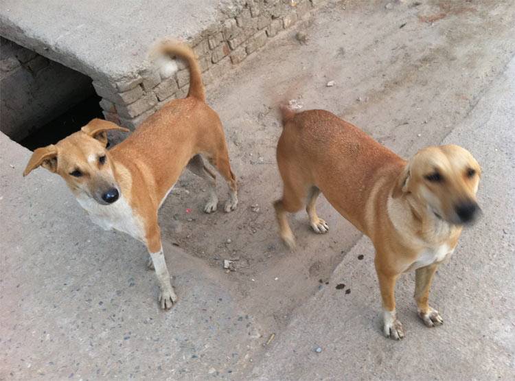 पत्नी के घर से बाहर जाने पर पकड़ता था आवारा कुत्ते, करता था रेप