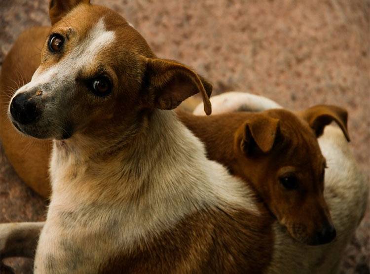 पत्नी के घर से बाहर जाने पर पकड़ता था आवारा कुत्ते, करता था रेप