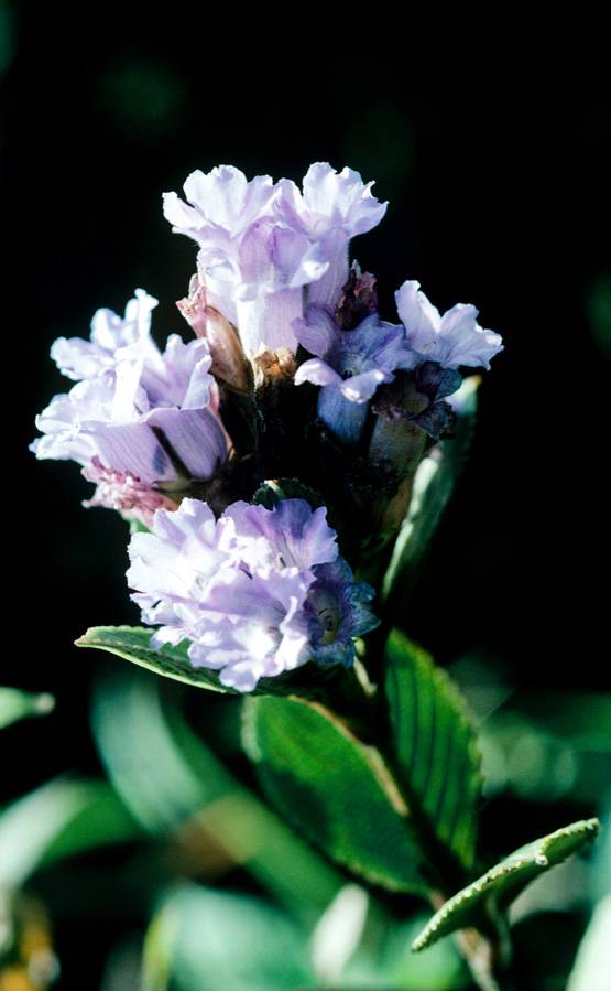 घूम आइए केरल, चूके तो 12 साल बाद देखने को मिलेगा ये अद्भुत नजारा