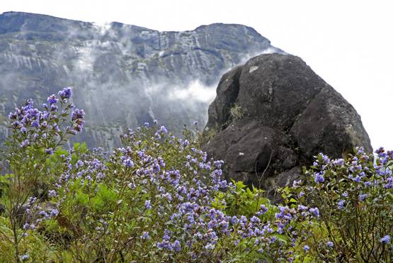 घूम आइए केरल, चूके तो 12 साल बाद देखने को मिलेगा ये अद्भुत नजारा