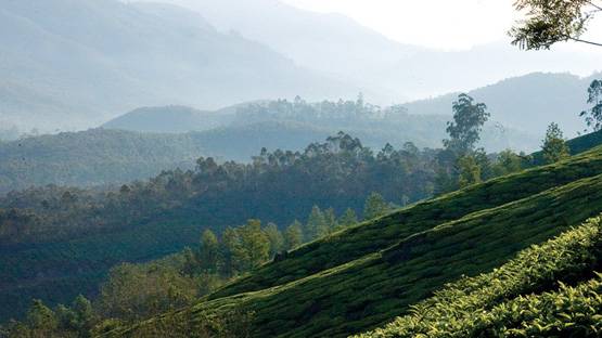 घूम आइए केरल, चूके तो 12 साल बाद देखने को मिलेगा ये अद्भुत नजारा