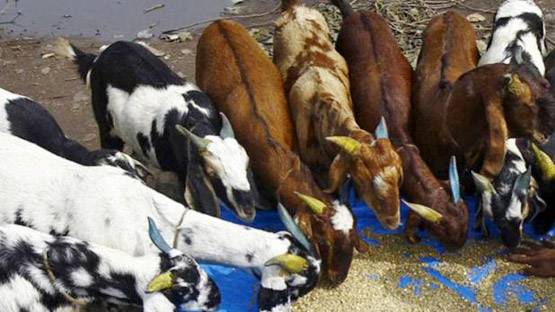 देश भर में बकरीद का जश्न, जानें क्यों दी जाती है कुर्बानी