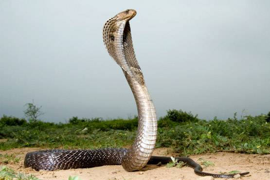 यहां नागपंचमी पर लोग एक-दूसरे पर बरसाते हैं पत्थर