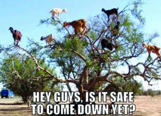 'अब तुम्‍हारे हवाले मटन साथ‍ियो'...देखें बकरीद पर शेयर हो रहे MEME