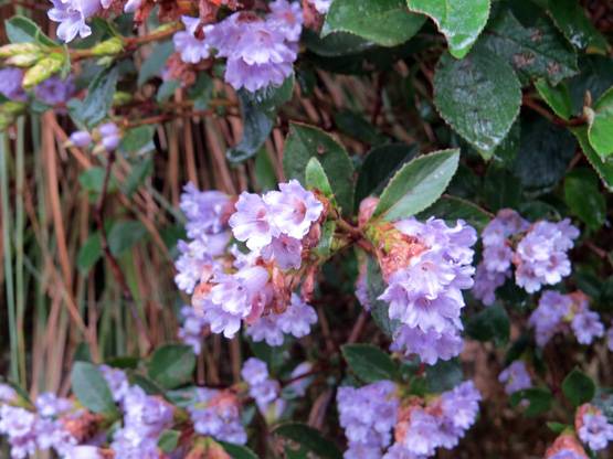 12 साल में एक बार खिलता है ये फूल, 15 साल खराब नहीं होता शहद