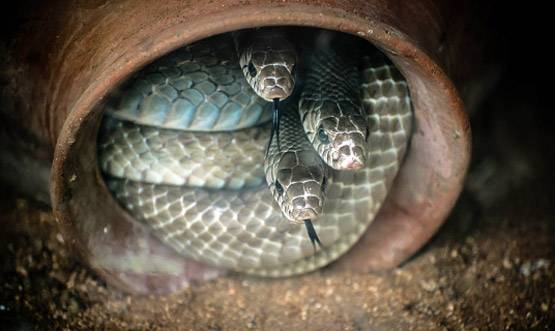 यहां नागपंचमी पर लोग एक-दूसरे पर बरसाते हैं पत्थर